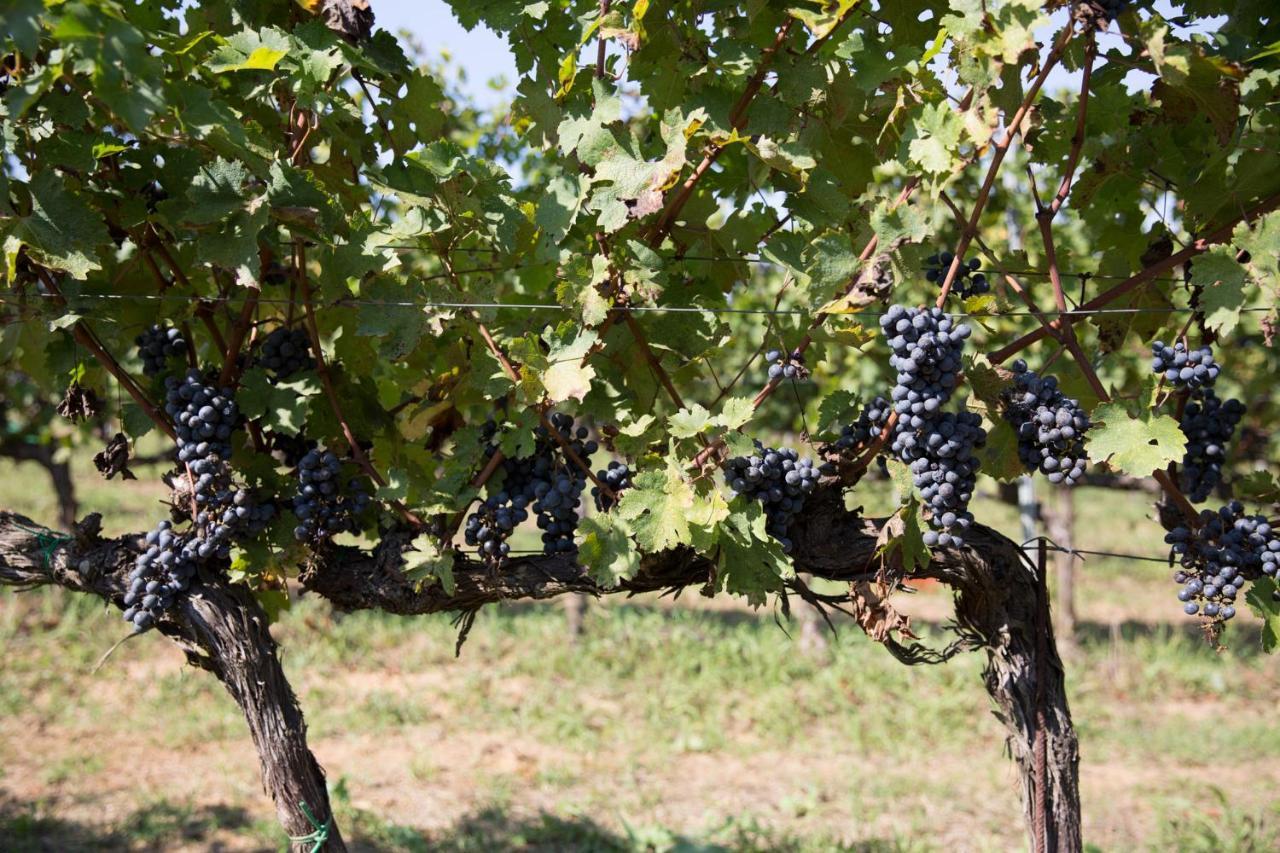Agriturismo Gli Archi Fauglia ภายนอก รูปภาพ