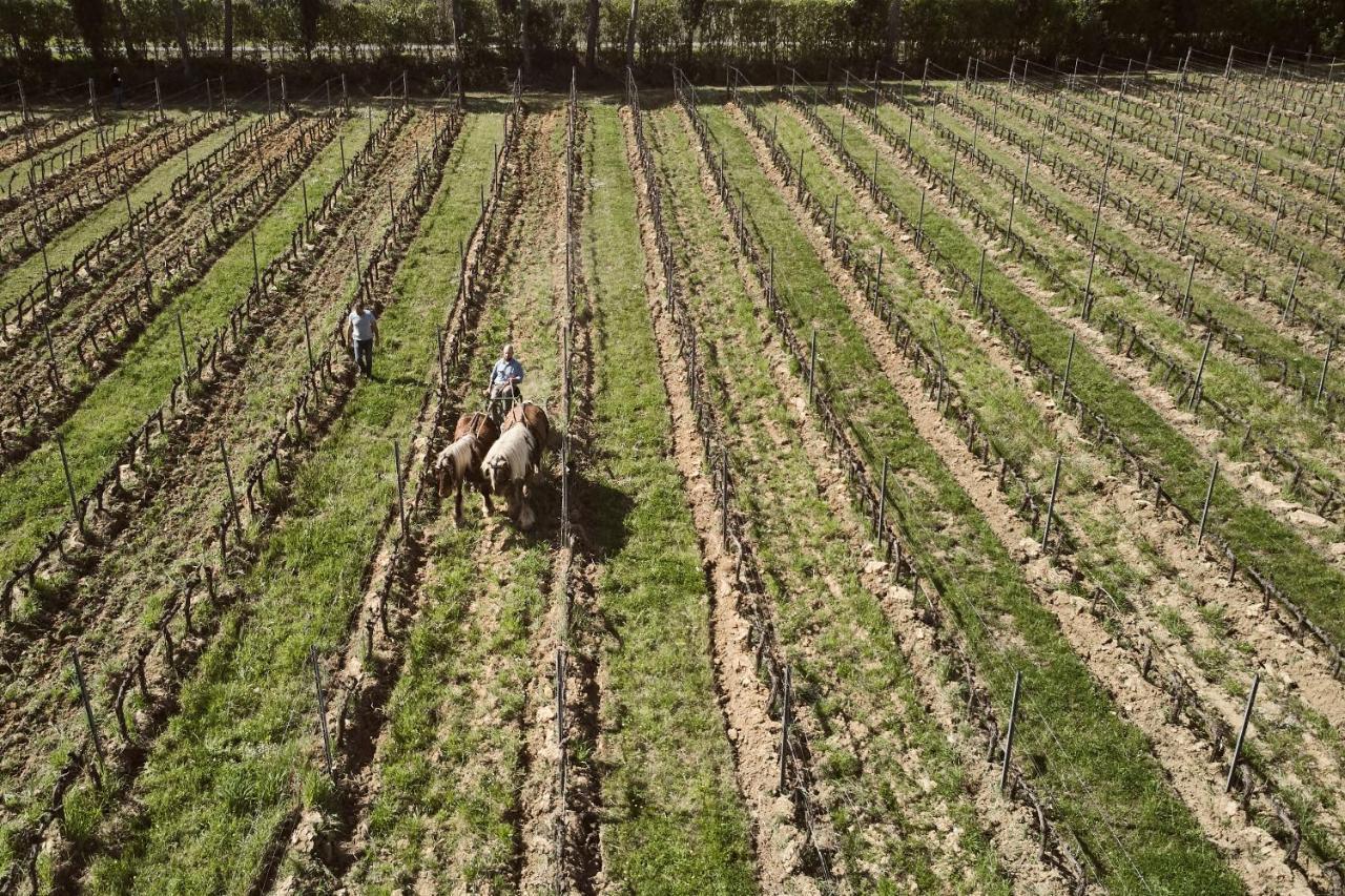 Agriturismo Gli Archi Fauglia ภายนอก รูปภาพ