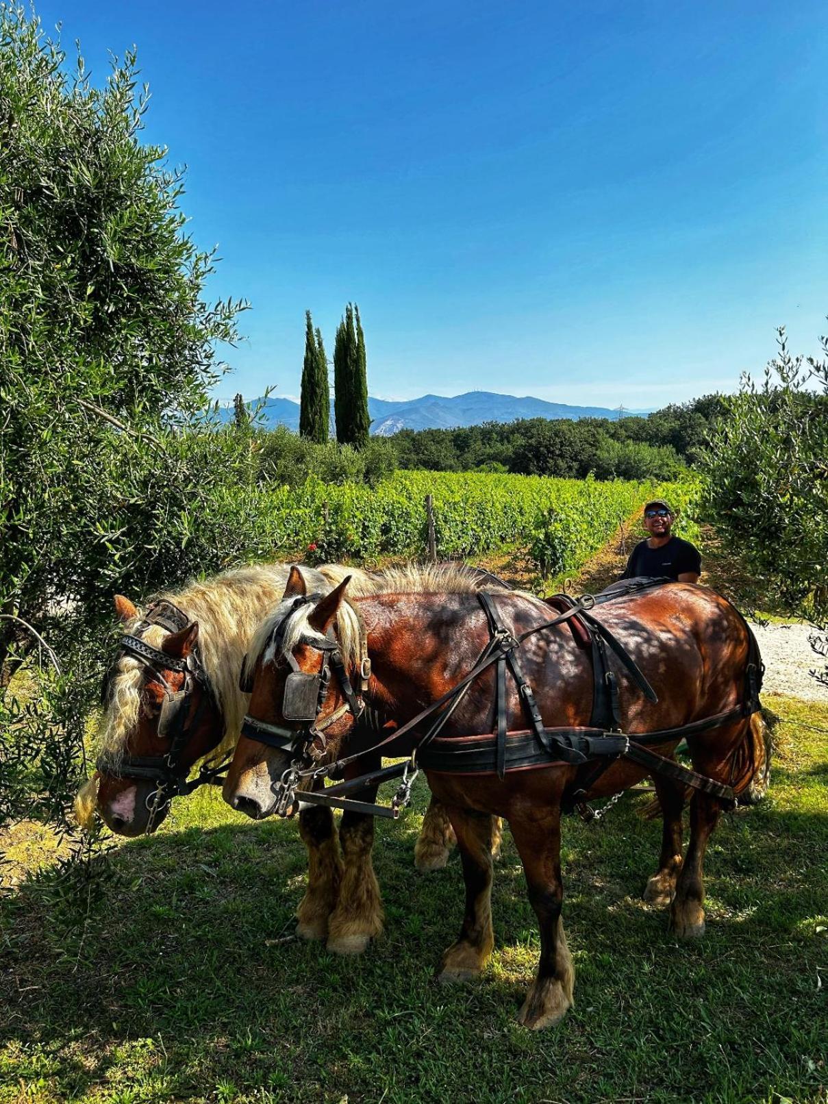 Agriturismo Gli Archi Fauglia ภายนอก รูปภาพ
