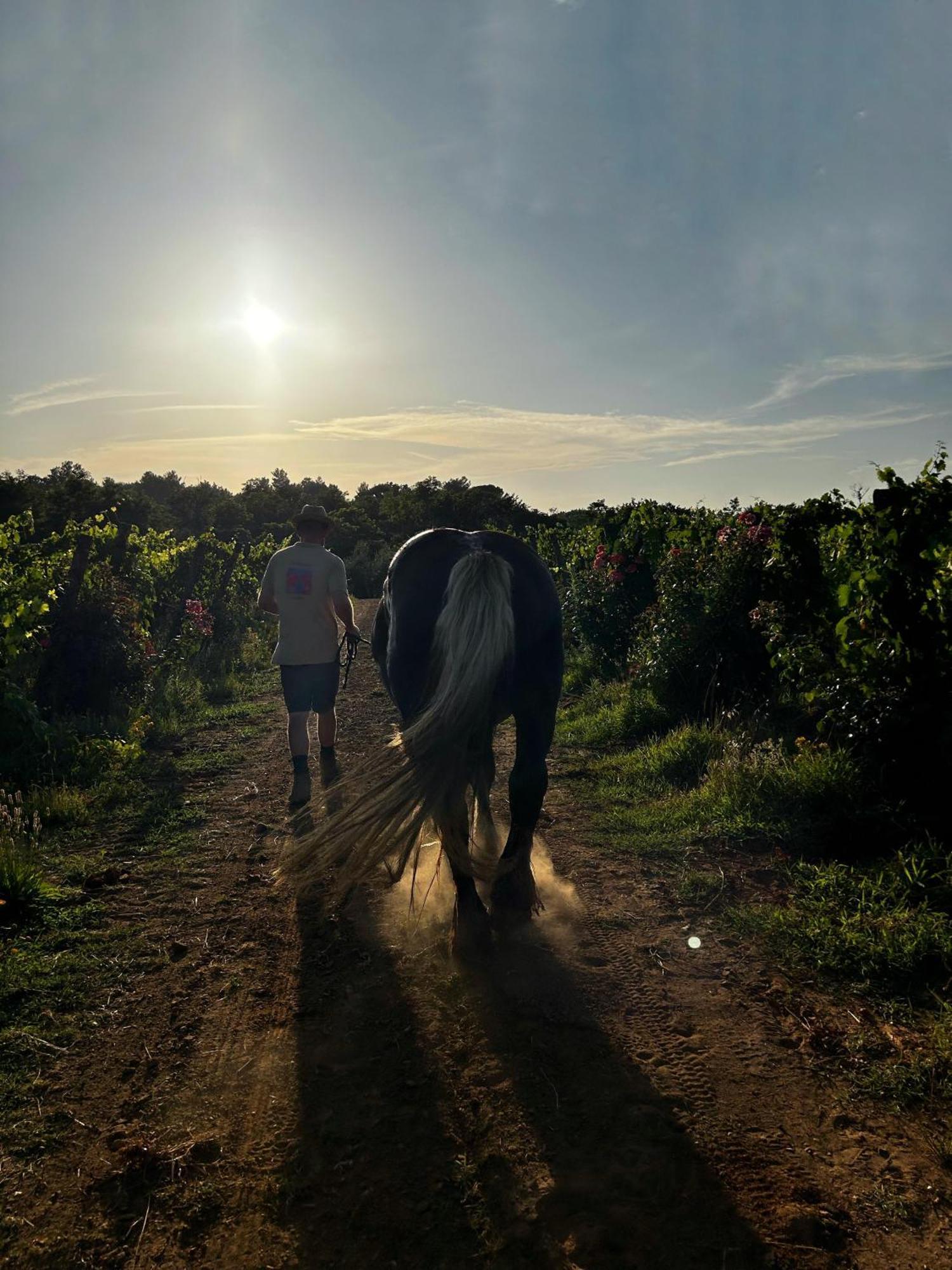 Agriturismo Gli Archi Fauglia ภายนอก รูปภาพ
