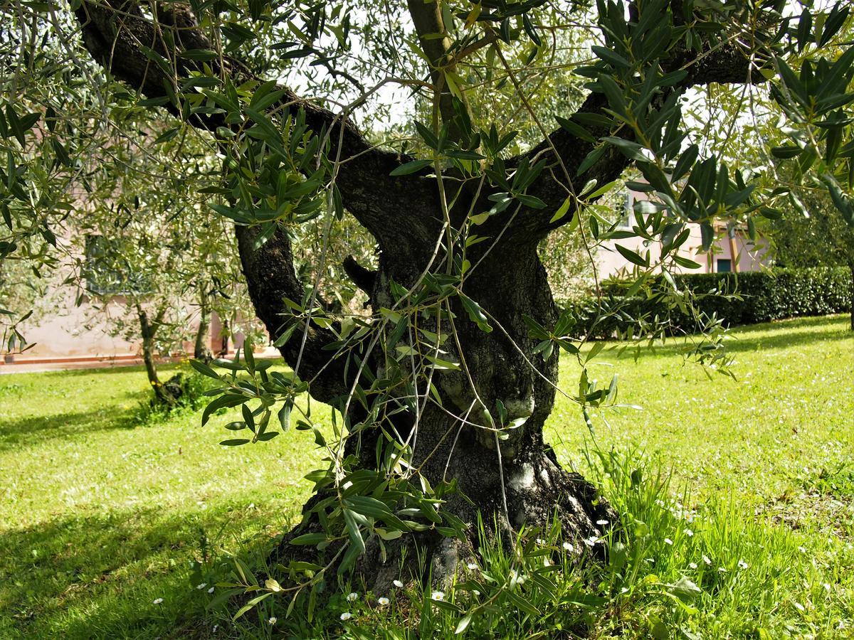 Agriturismo Gli Archi Fauglia ภายนอก รูปภาพ